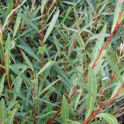 Ива НАНА пурпурная в Горках