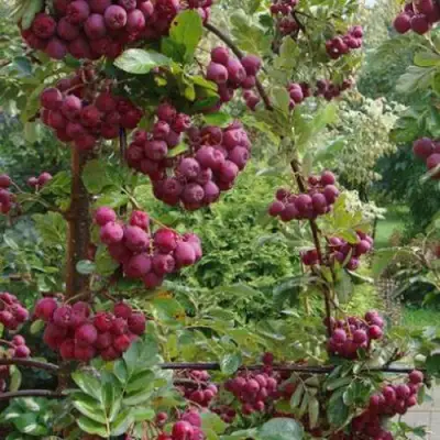 Рябина ДЕСЕРТНАЯ МИЧУРИНА сладкоплодная в Горках