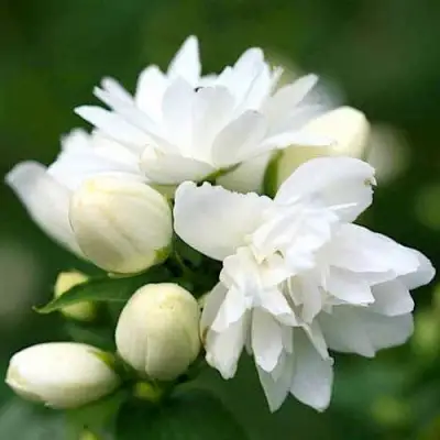 Жасмин ШНЕЕШТРУМ в Горках