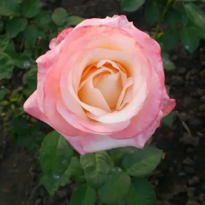 Роза БЕЛА ПЕРЛА чайно-гибридная в Горках