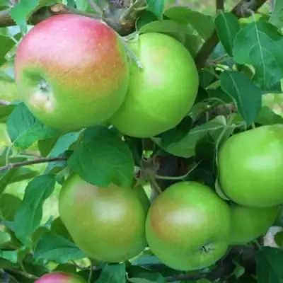 Яблоня НАВАВИТА в Горках