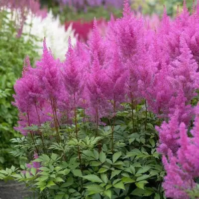 Астильба АМЕТИСТ Арендса в Горках
