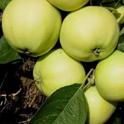 Яблоня ПАПИРОВКА в Горках