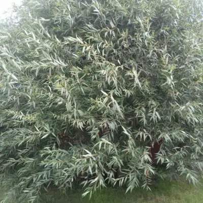 Ива СЕРЕБРИСТАЯ в Горках