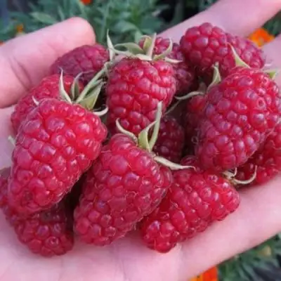 Малина МОСКОВСКИЙ ВЕЛИКАН в Горках