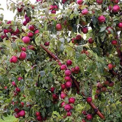 Яблоня ЛОБО в Горках