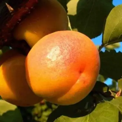 Абрикос СПАДЧЫНА в Горках