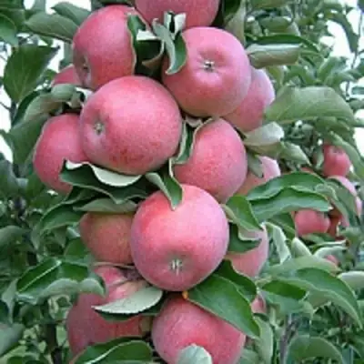 Яблоня АНТЕЙ КИЕВСКИЙ колонновидная в Горках