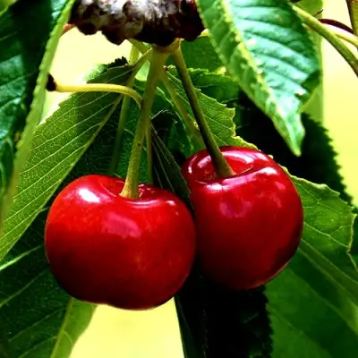 Вишня НИКА в Горках