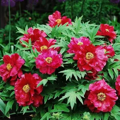 Пион КРАСНЫЙ ЛОТОС древовидный в Горках