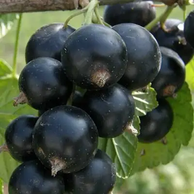 Смородина черная КЛУССОНОВСКАЯ в Горках