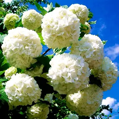 Калина БУЛЬДЕНЕЖ в Горках