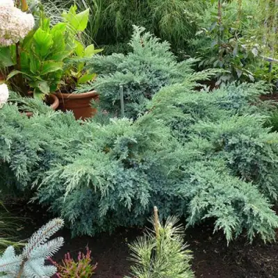 Можжевельник БЛЮ ШВЕД (СВИД) чешуйчатый в Горках