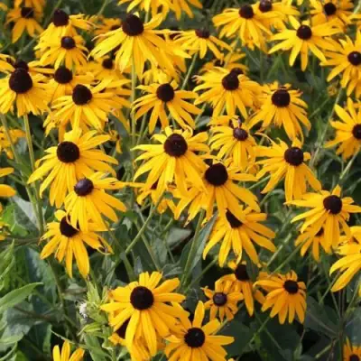 Рудбекия блестящая в Горках