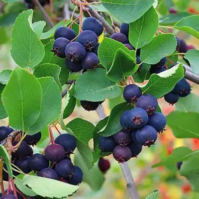 Ирга THIESSEN в Горках