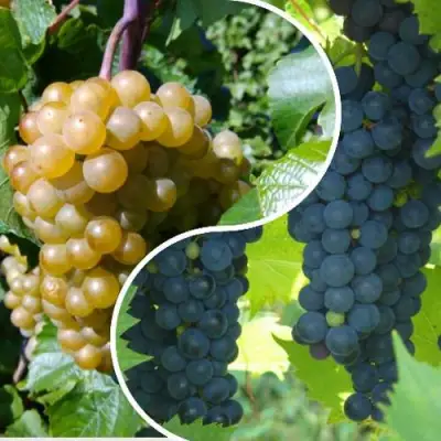 Комплект ИНЬ-ЯНЬ в Горках