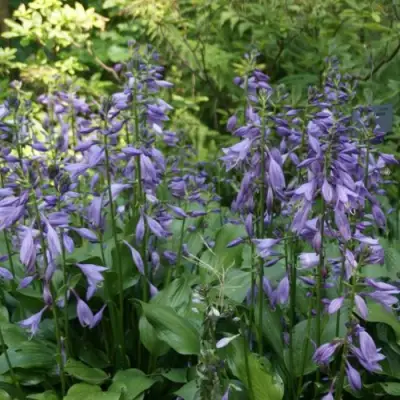 Хоста ГАРРИ ВАН ТРИЕР в Горках