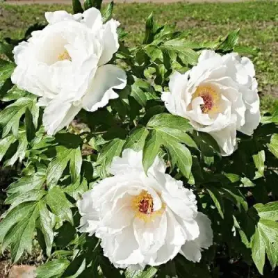 Пион ЛЕТНИЙ ДВОРЕЦ древовидный в Горках