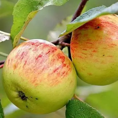 Яблоня РАНЕТКА (КОРОБОВКА) в Горках