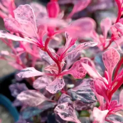 Барбарис РОУЗ ГЛОУ тунберга в Горках