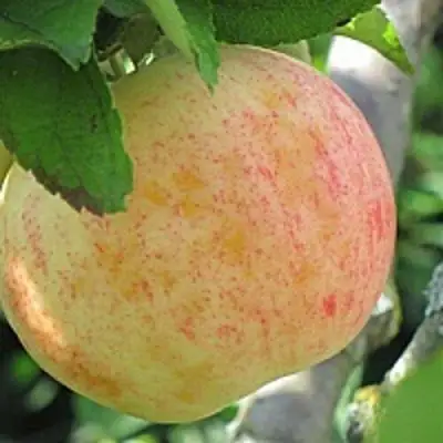 Яблоня ЛЕТНЕЕ СЛАДКОЕ в Горках