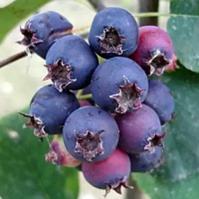 Ирга SLEYT в Горках