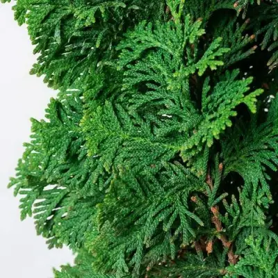 Туя СПИРАЛИС западная в Горках