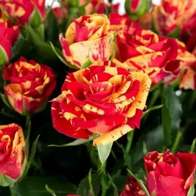 Роза ФАЙЕР ФЛЕШ спрей в Горках