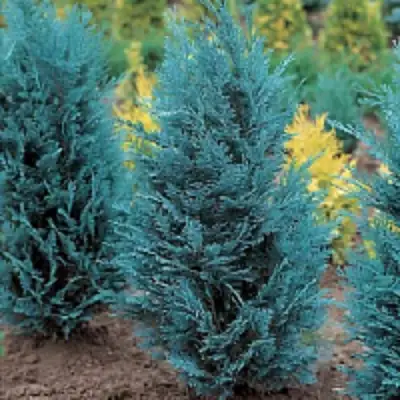 Кипарисовик ВАН ПЕЛЬТС БЛЮ лавсона в Горках