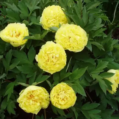 Пион ЗОЛОТАЯ КОРОНА древовидный в Горках