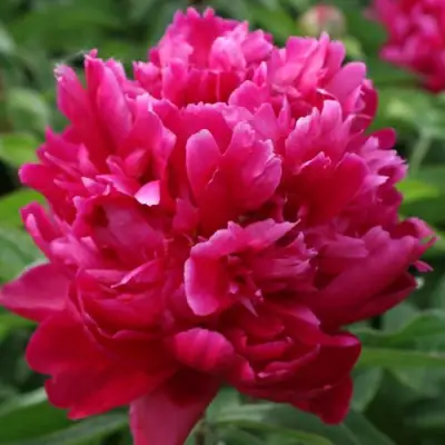 Пион ПЕСНЬ ВЕТРА травянистый в Горках