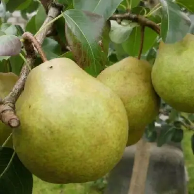 Груша ПЛАТОНОВСКАЯ в Горках