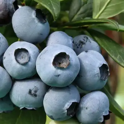 Голубика НЕЛЬСОН в Горках