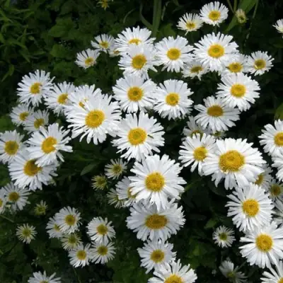 Астра АЛЬБУС альпийская в Горках