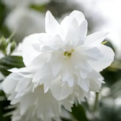 Жасмин МИНЕСОТА СНОУФЛЕЙК в Горках