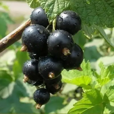 Смородина черная ПИГМЕЙ в Горках