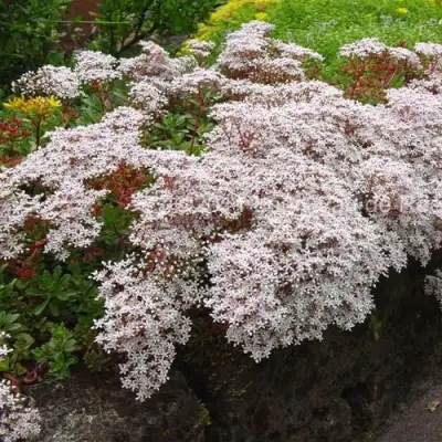 Очиток (седум) МУРАЛЕ белый в Горках