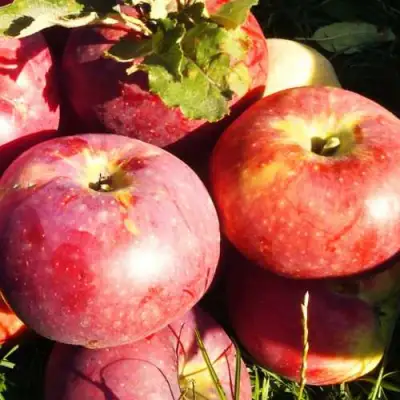 Яблоня АПОРТ в Горках