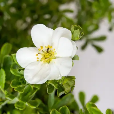 Лапчатка СНОУБЕРД кустарниковая в Горках