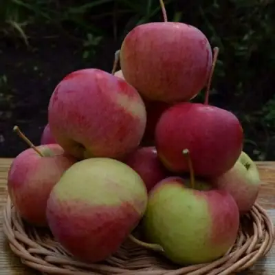 Яблоня РОДНИКОВАЯ в Горках