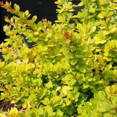 Барбарис СЕНСЕЙШЕН тунберга в Горках