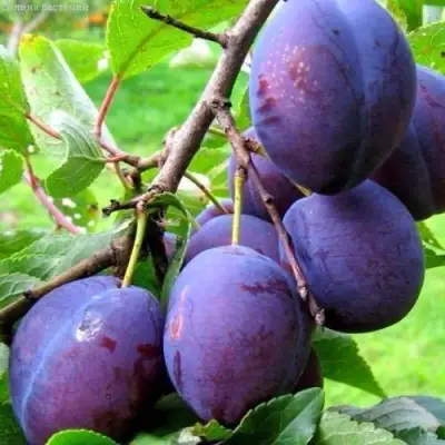 Слива ВЕНГЕРКА БЕЛОРУССКАЯ в Горках