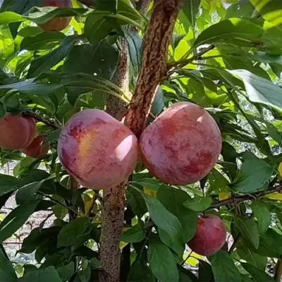 Плуот ГЕО ПРАЙД в Горках