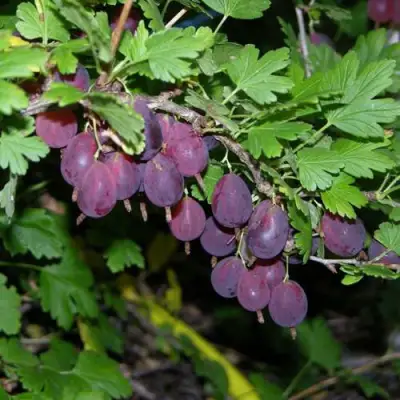 саженцы крыжовника грушенька