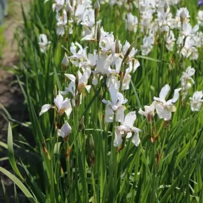 Ирис АЛЬБА сибирский в Горках