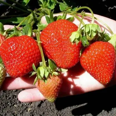 Клубника САН АНДРЕАС ремонтантная в Горках