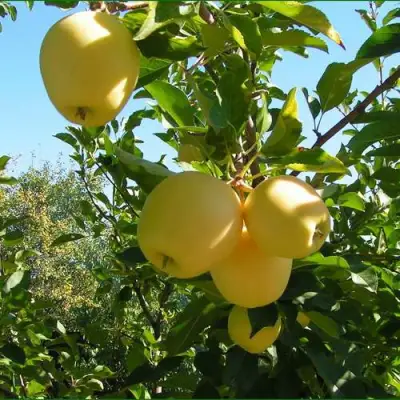 Яблоня ГОЛДЕН МИЛЛЕНИУМ в Горках