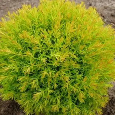 Туя АННИЕК западная в Горках