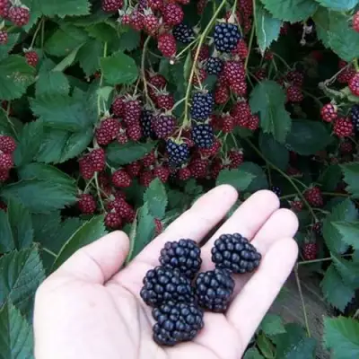 Ежевика ОРКАН бесшипная  в Горках