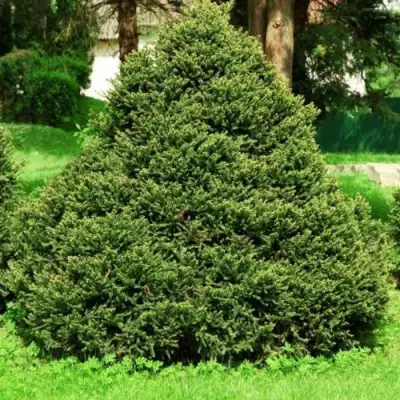Ель ОЛЕНДОРФИ обыкновенная в Горках